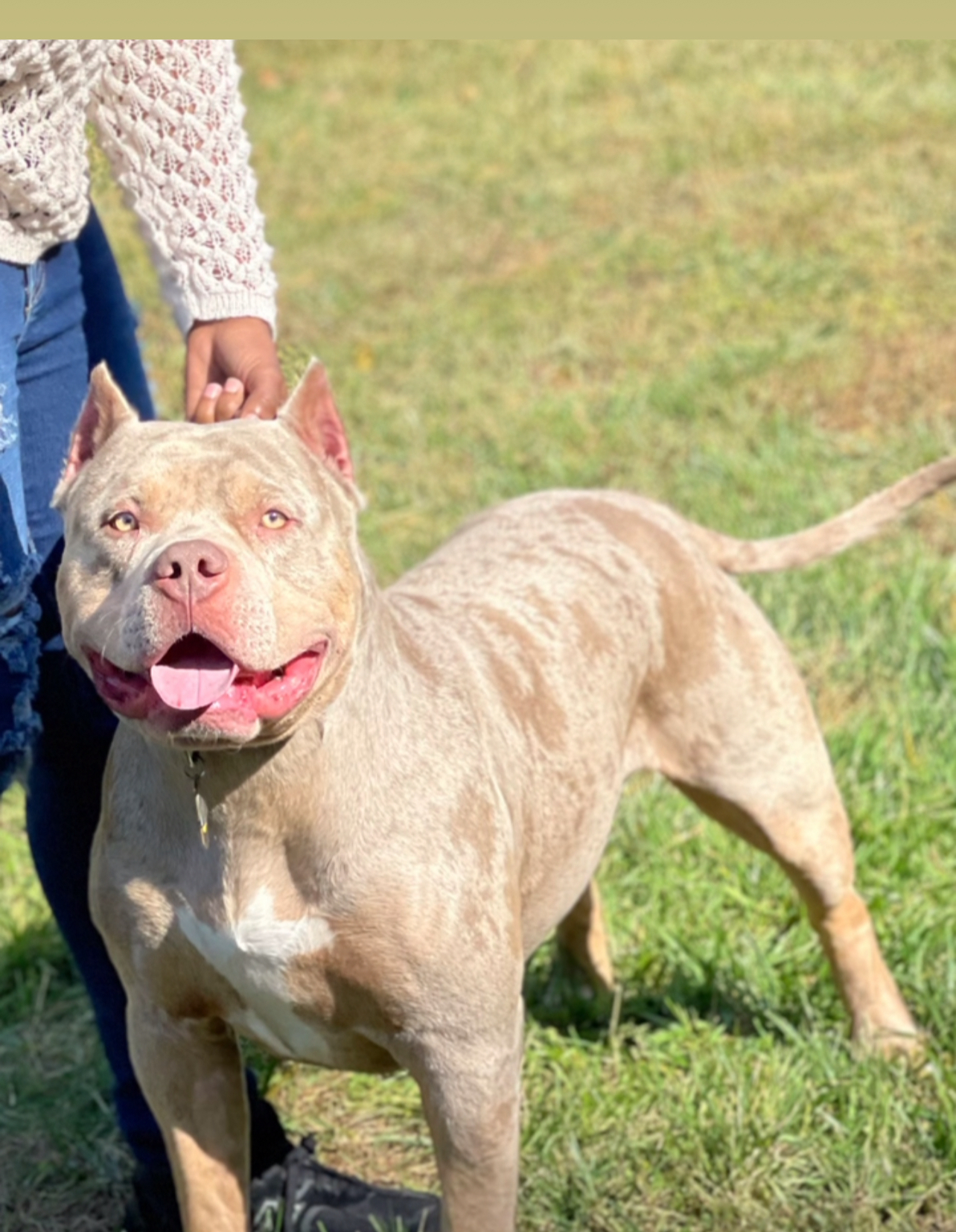 Dog Featured Image