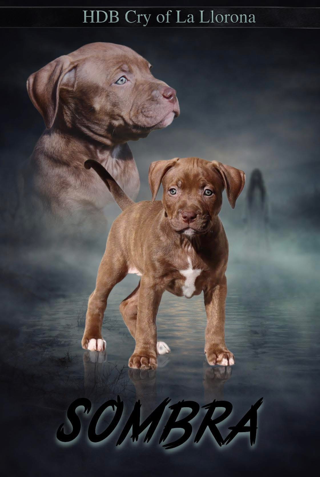 Dog Featured Image