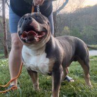 SOS CH. THEOS OF MOUNTAINEER BULLIES