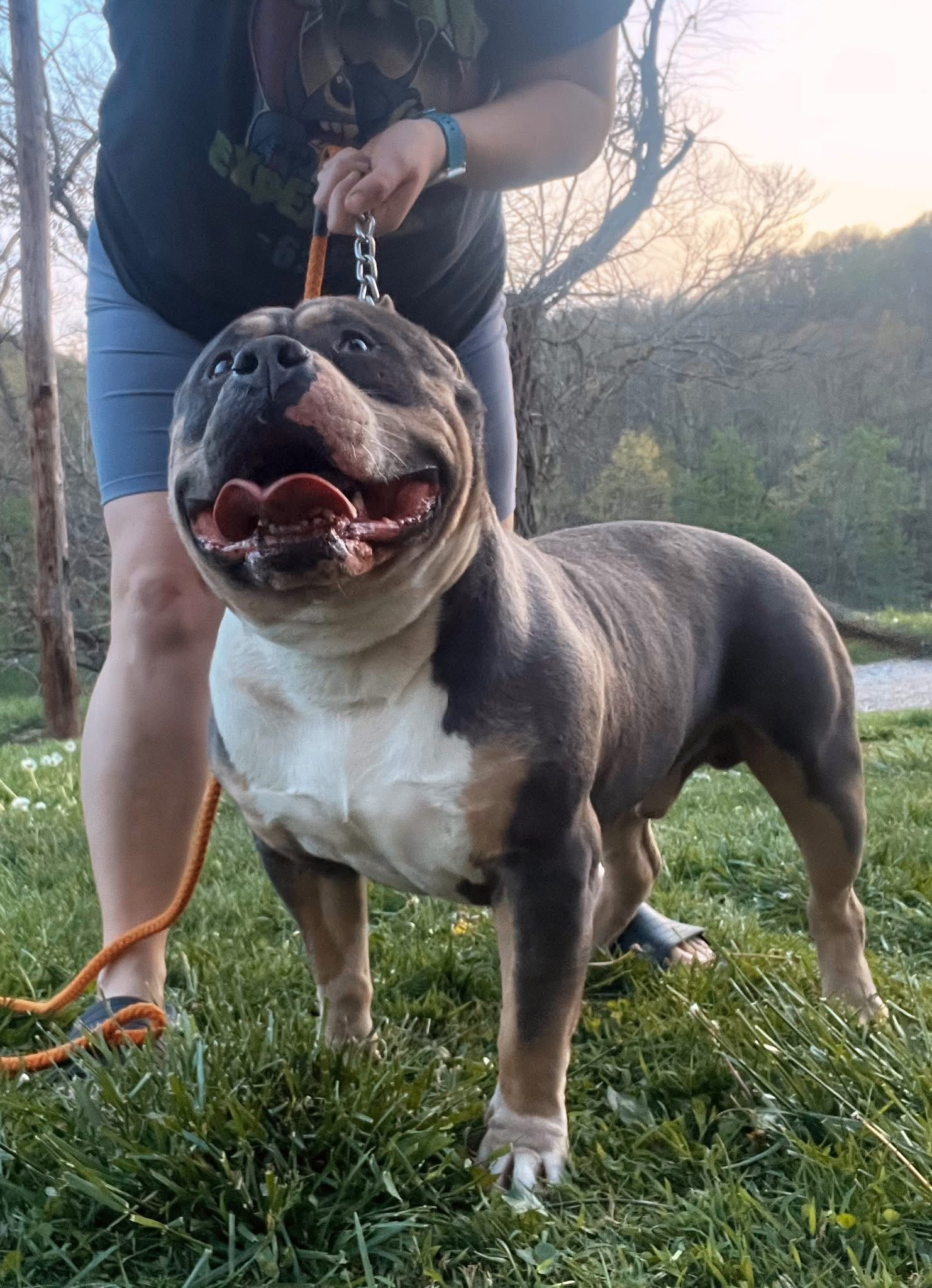 Dog Featured Image