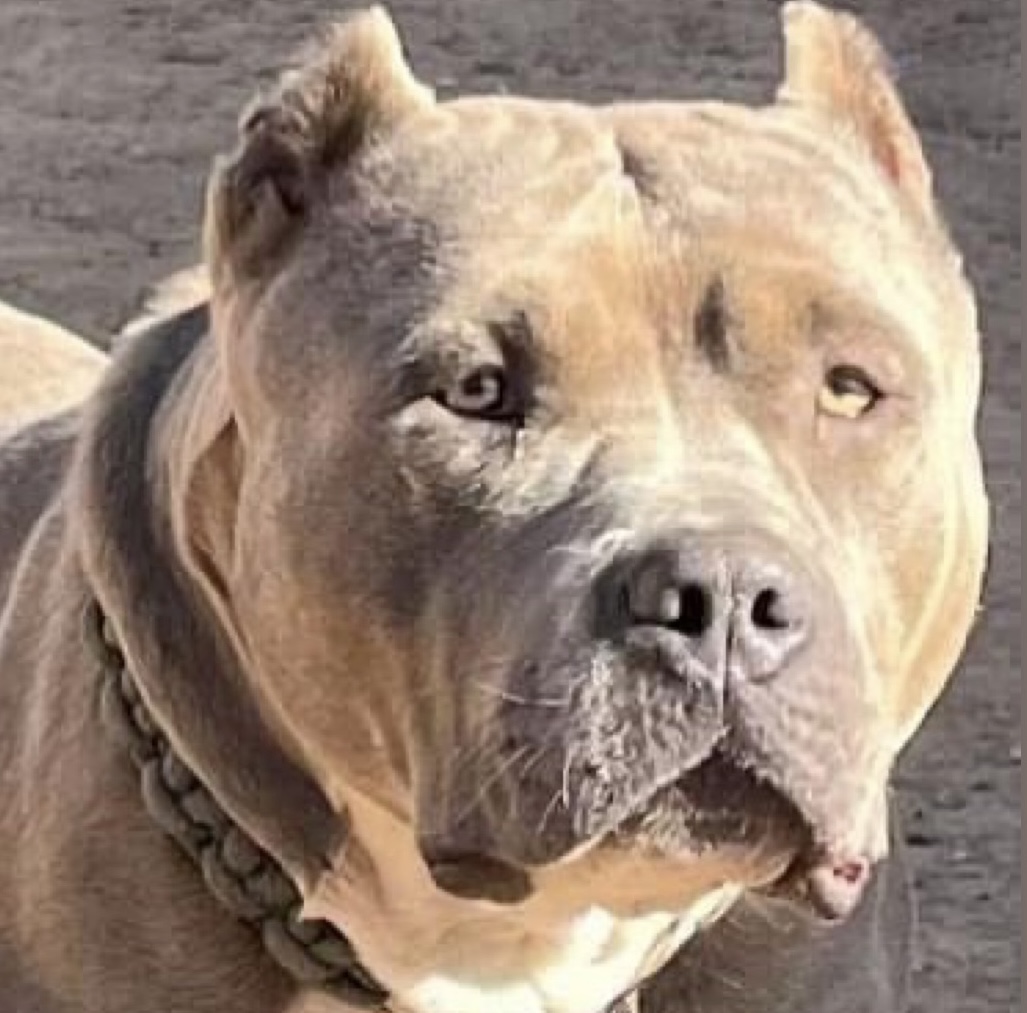 Dog Featured Image