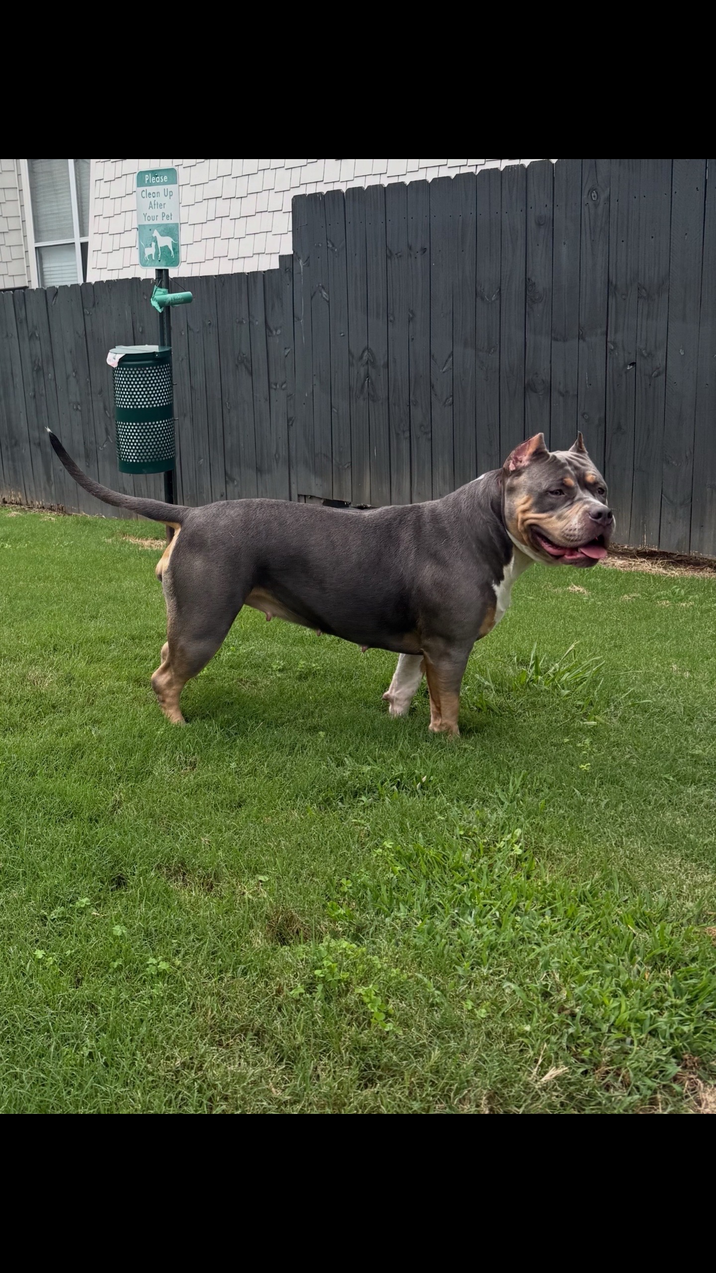 Dog Featured Image