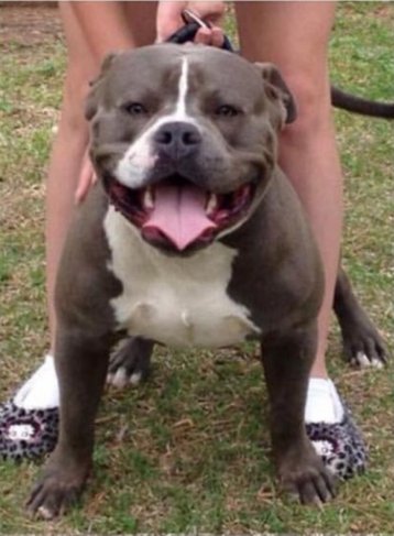 Dog Featured Image