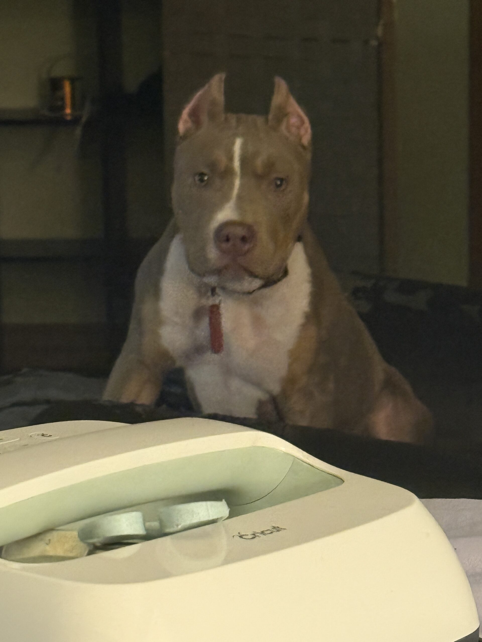 Dog Featured Image