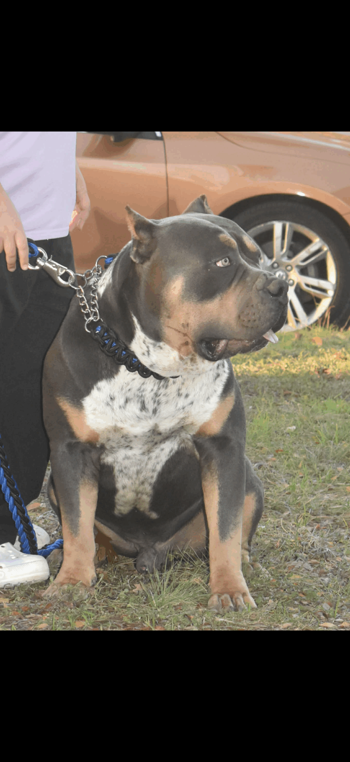 Dog Featured Image