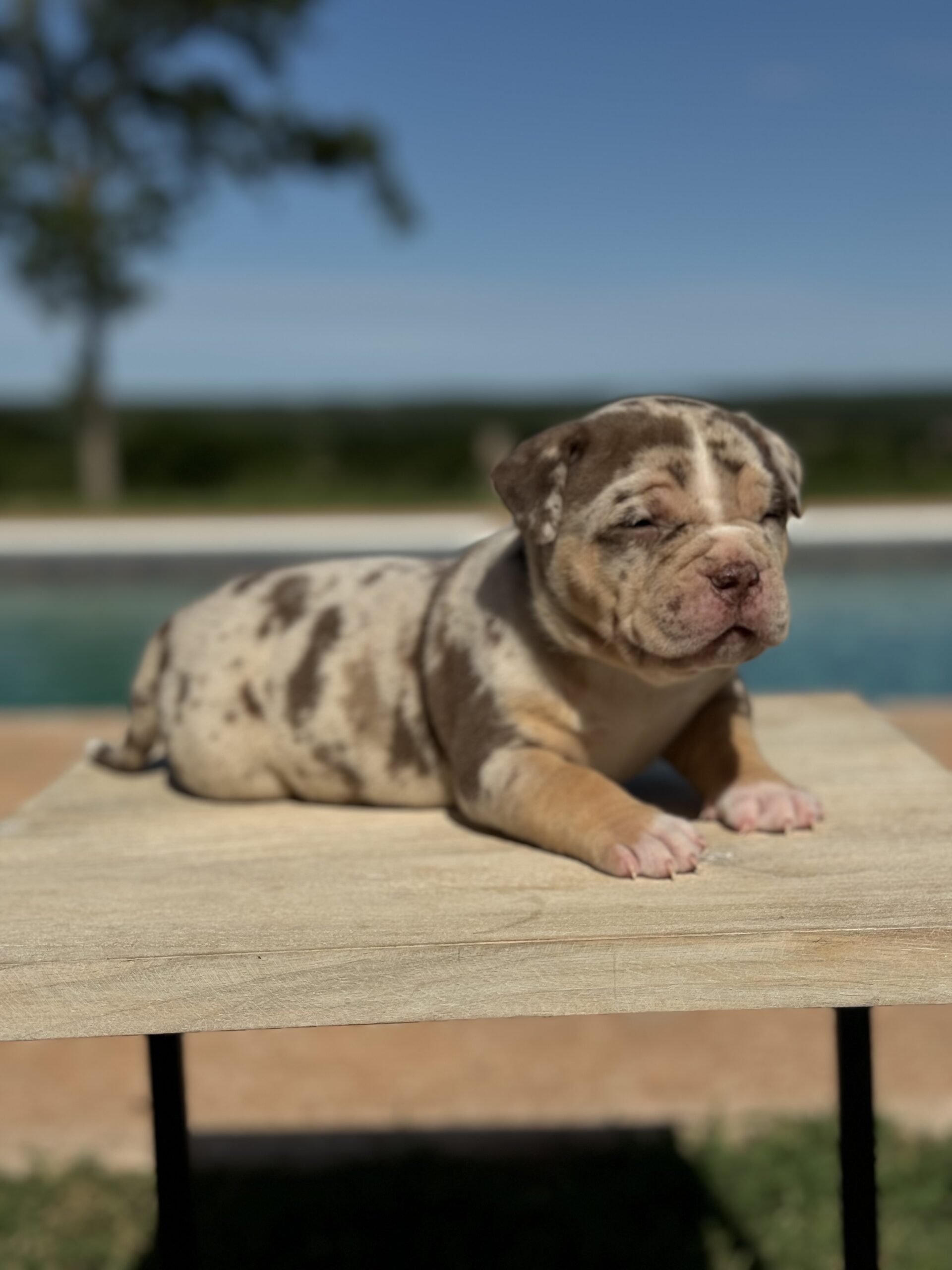 Dog Featured Image