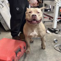 Buchanan Bullies echo