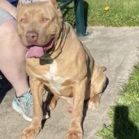 Dog Featured Image