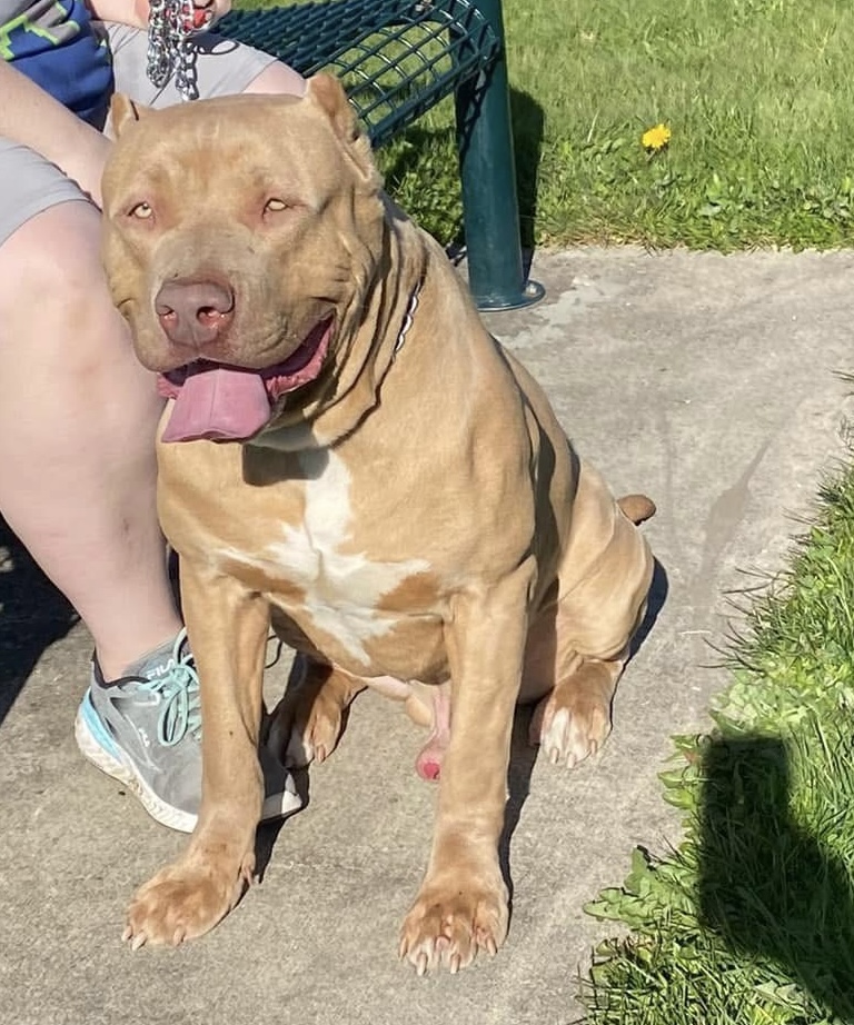 Dog Featured Image