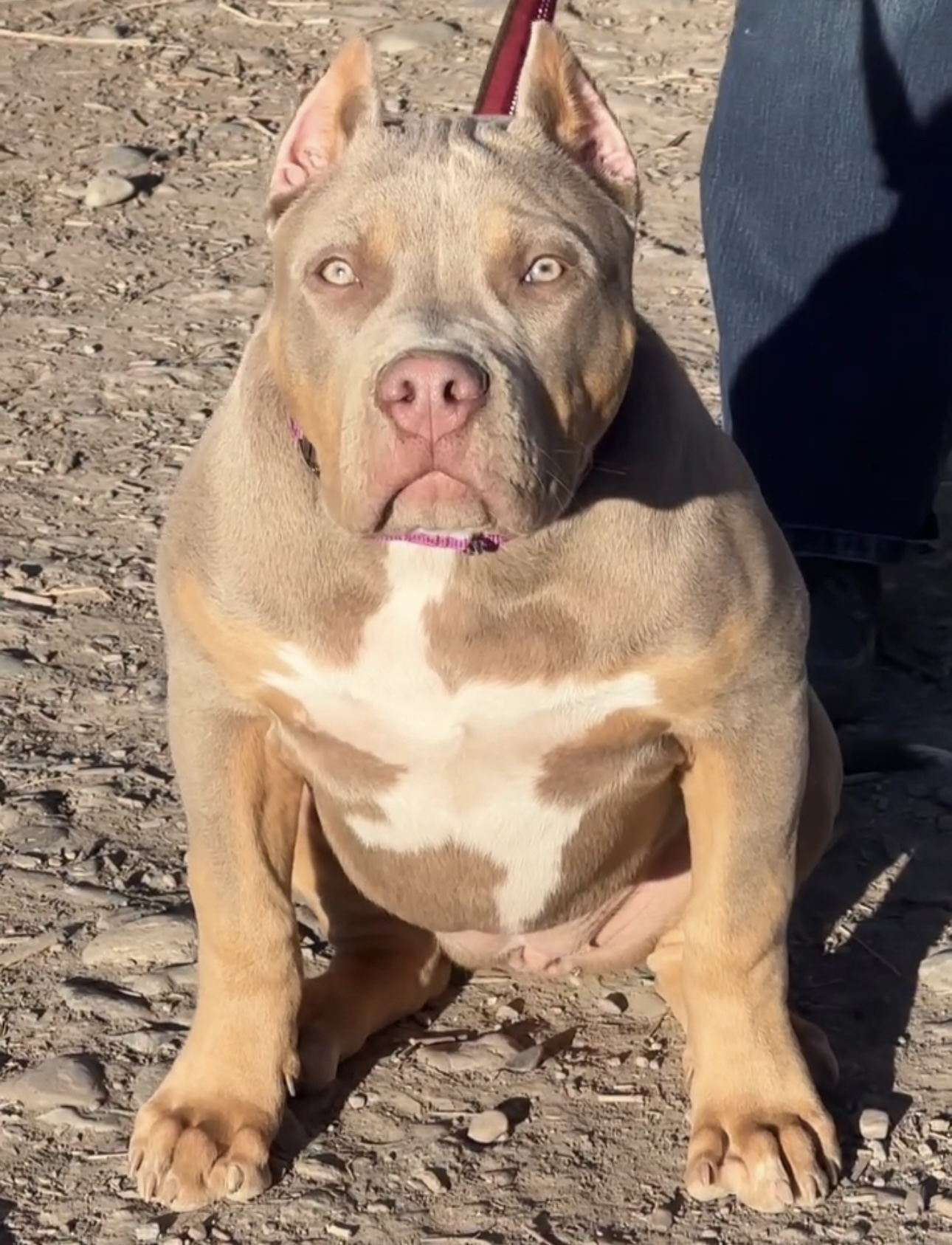 Dog Featured Image