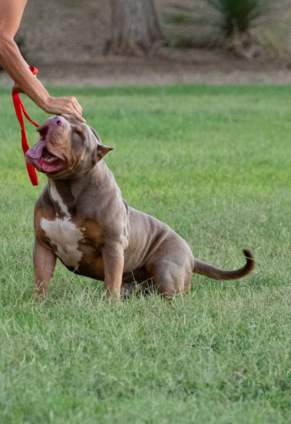 Dog Featured Image