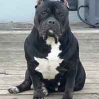 OLB Onyx of KNO Bullies