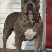 Maui of North Star Bullys