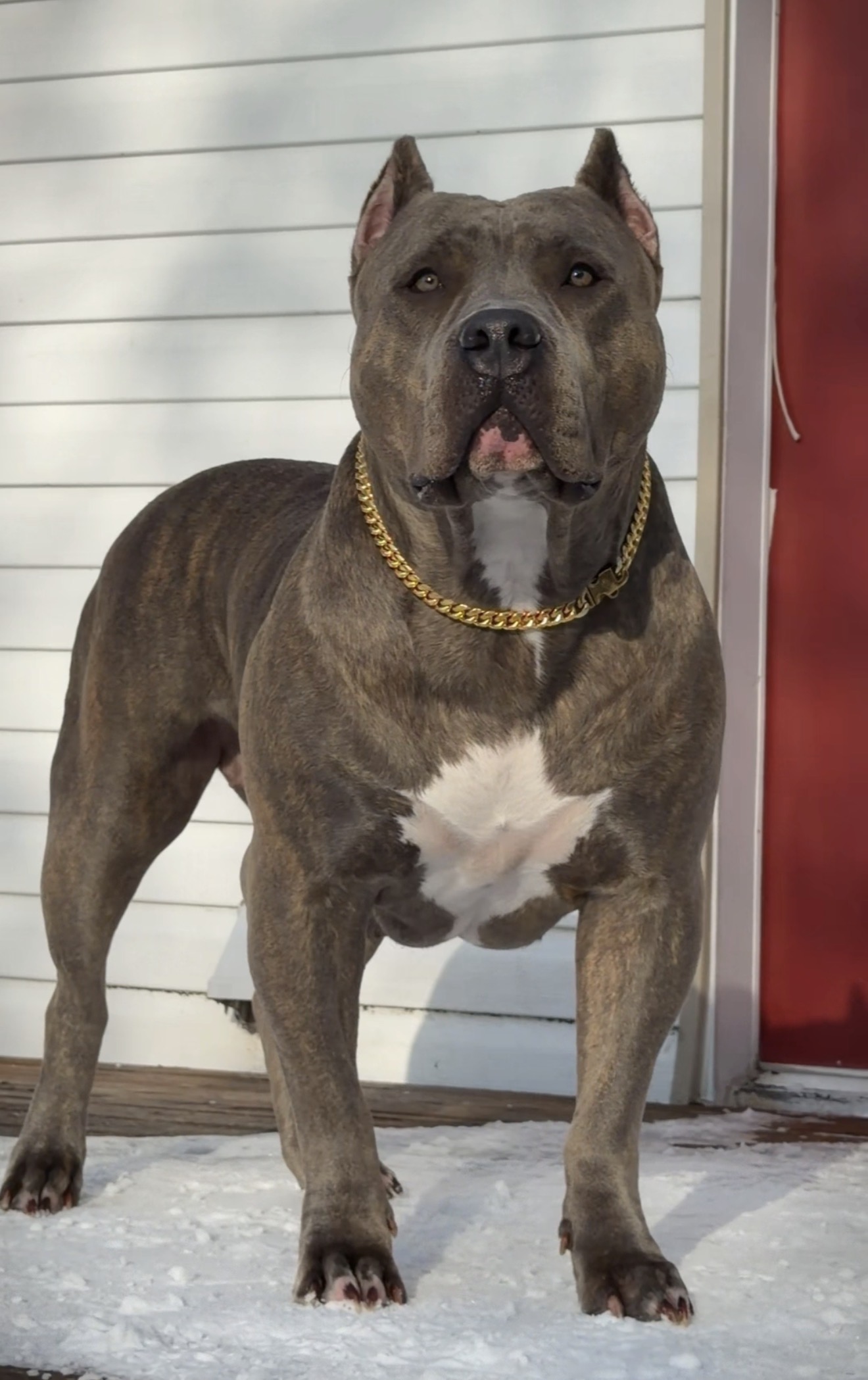 Dog Featured Image