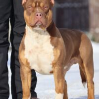 Strawberry Bully Kennel Eyl