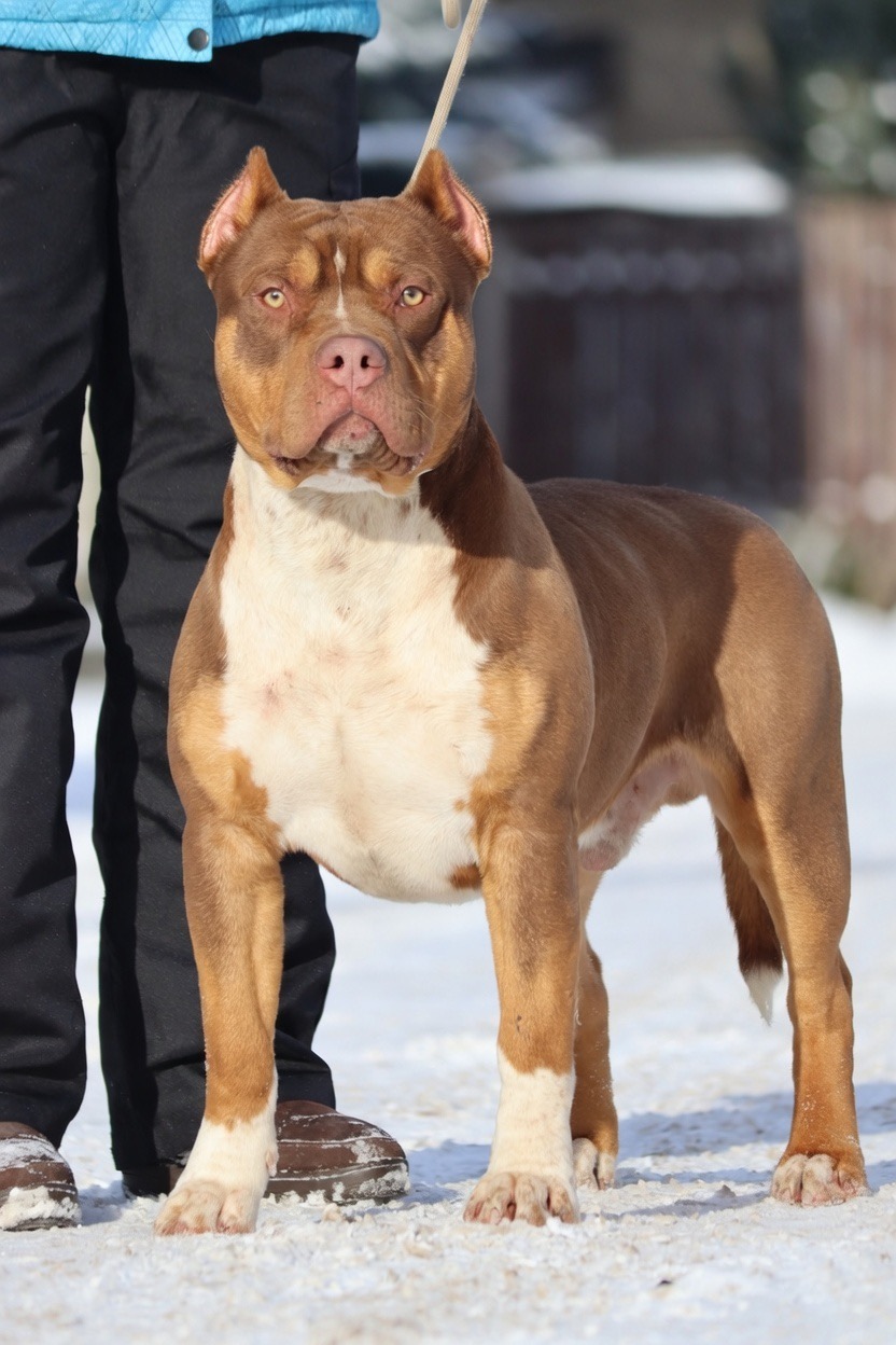 Dog Featured Image