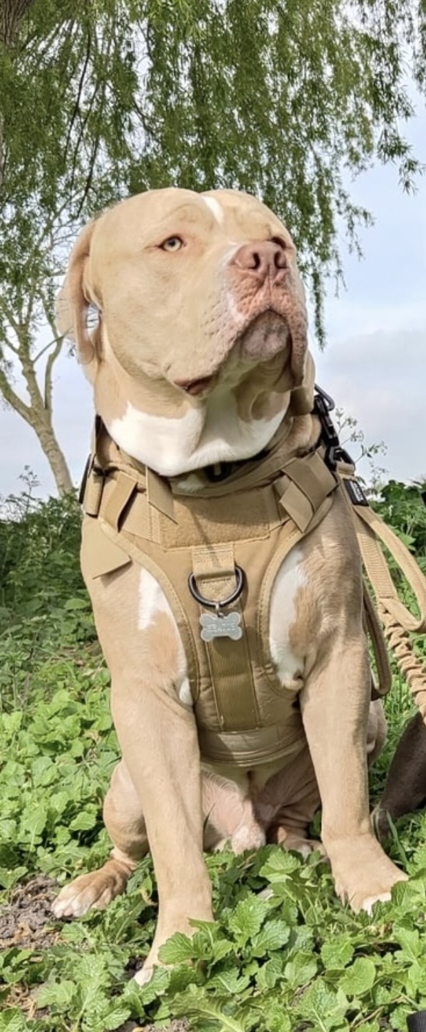 Dog Featured Image