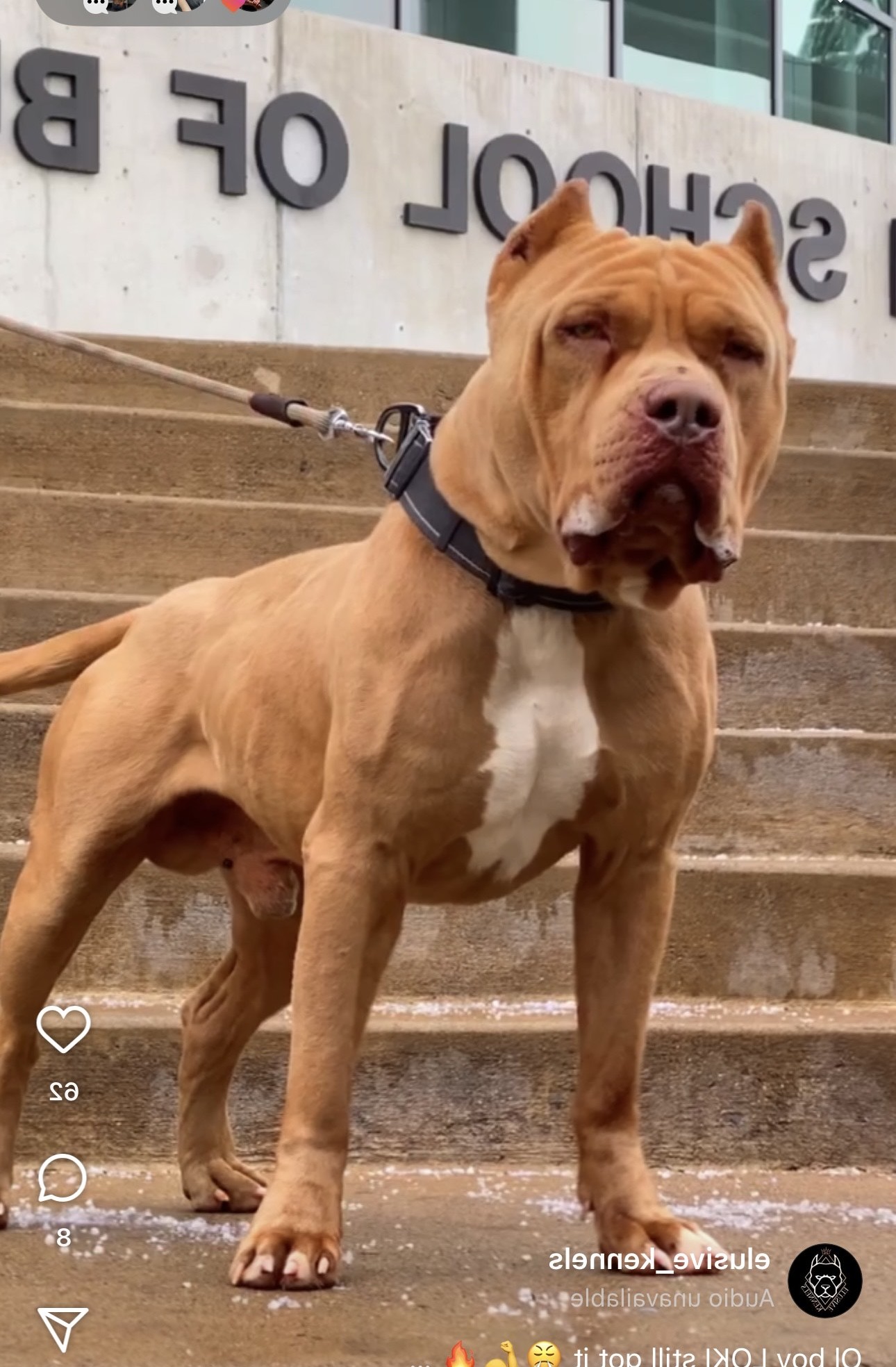 Dog Featured Image
