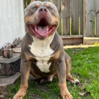 Dog Featured Image