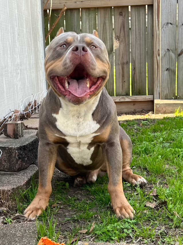 Dog Featured Image