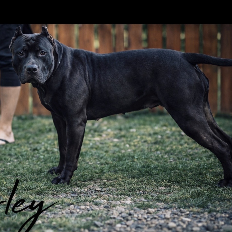 Dog Featured Image