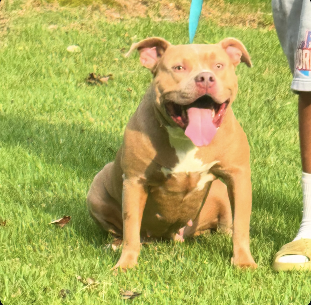 Dog Featured Image