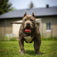 SUMMUM BULLYZ MAUI