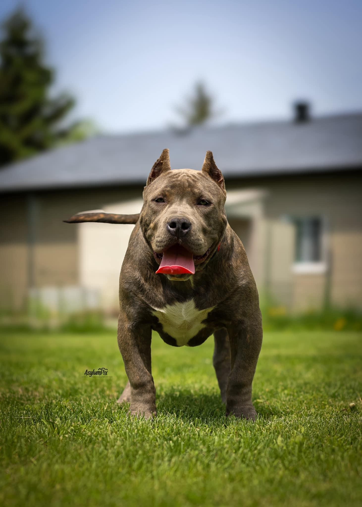 Dog Featured Image