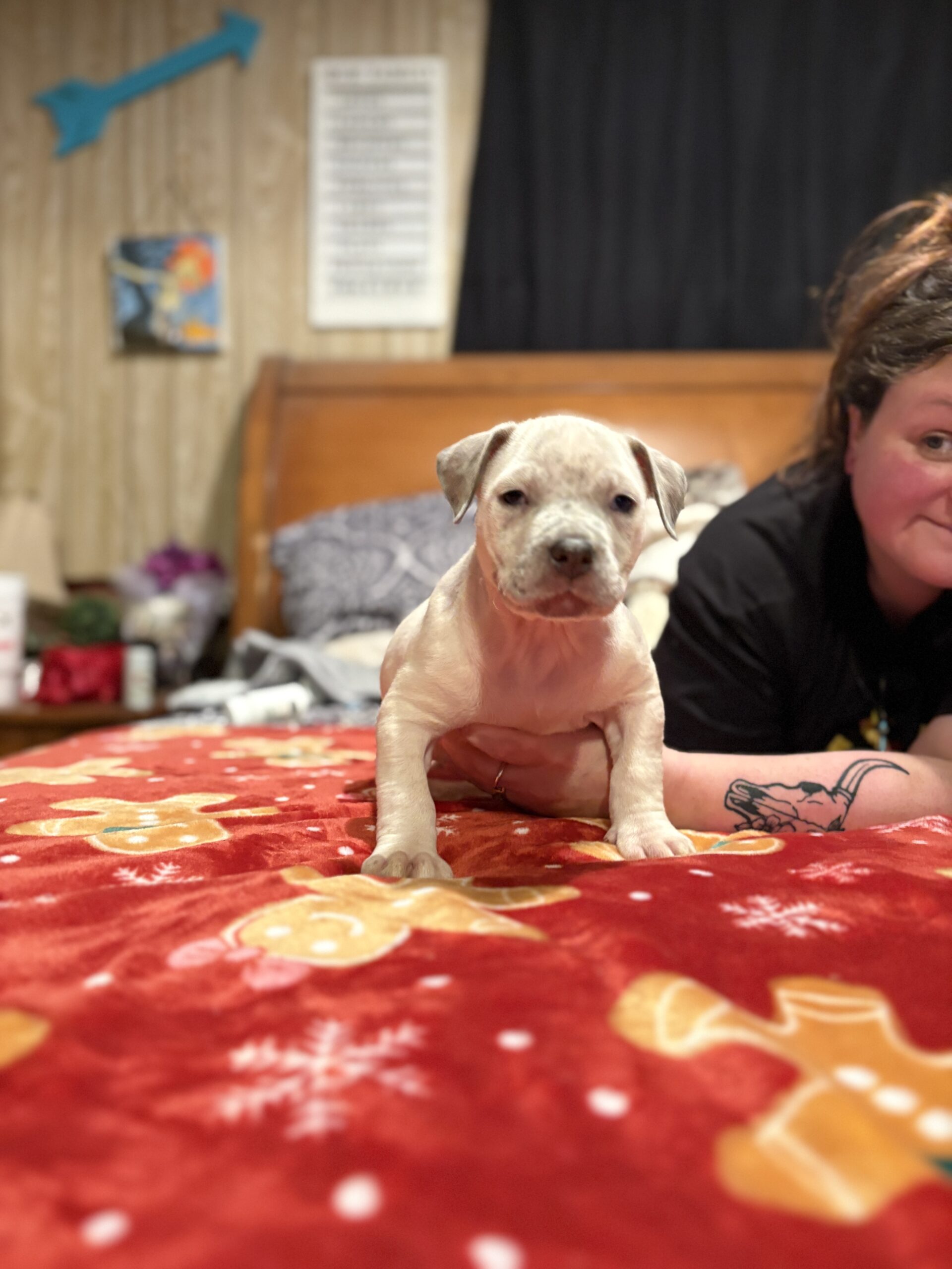 Dog Featured Image