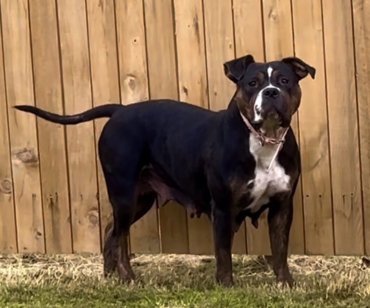 Dog Featured Image