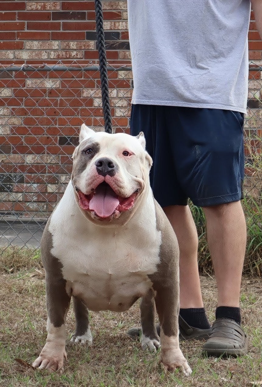 Dog Featured Image