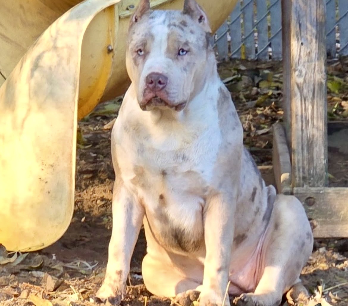 Dog Featured Image