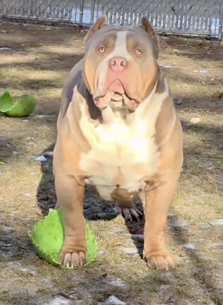Dog Featured Image