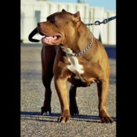 Coco of Stellar K9’s