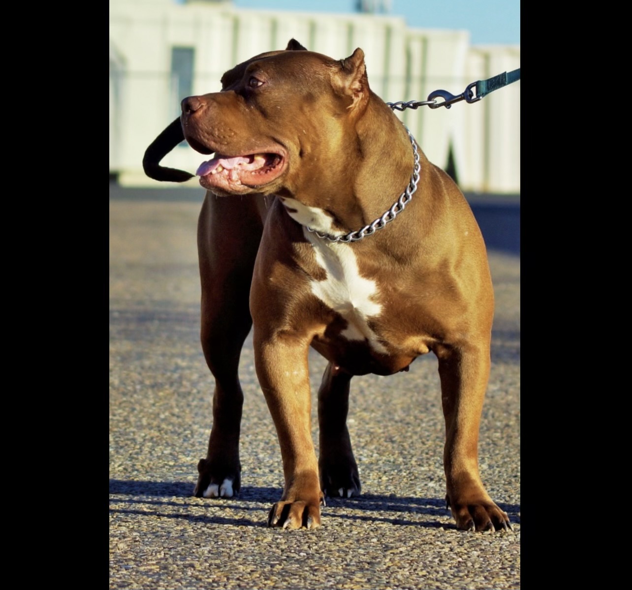 Dog Featured Image