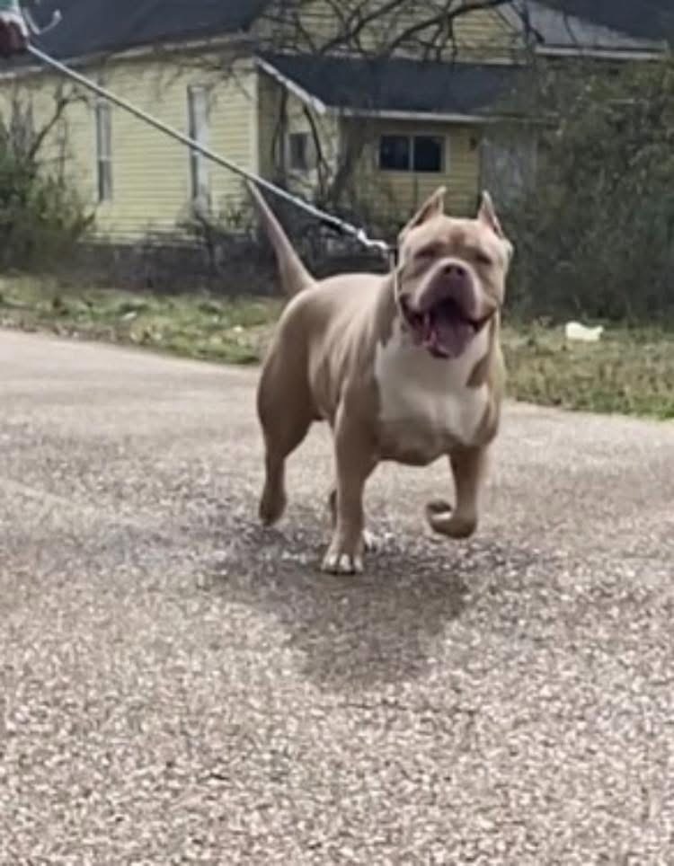 Dog Featured Image