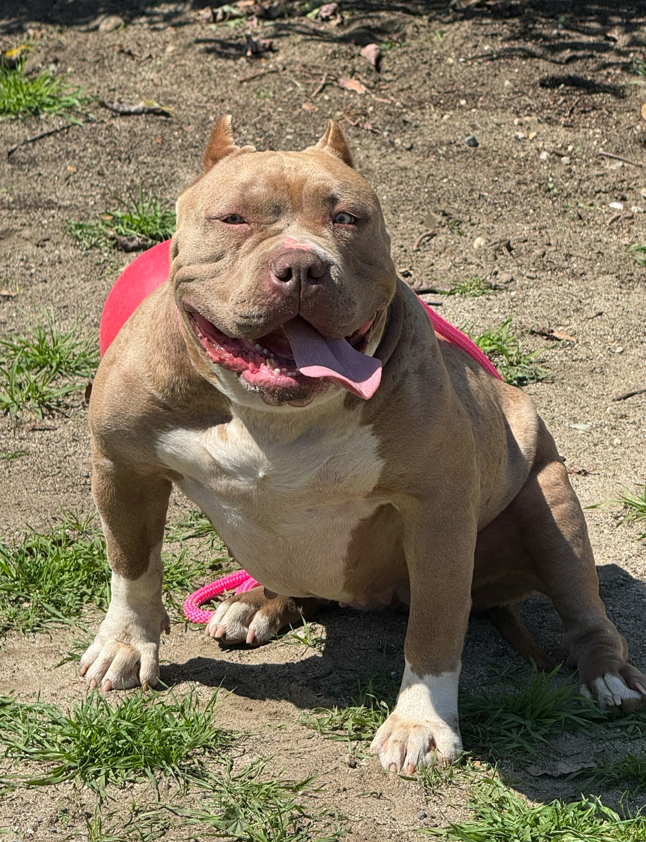 Dog Featured Image