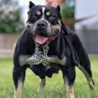 Chance 2 Rock Kennels Viper