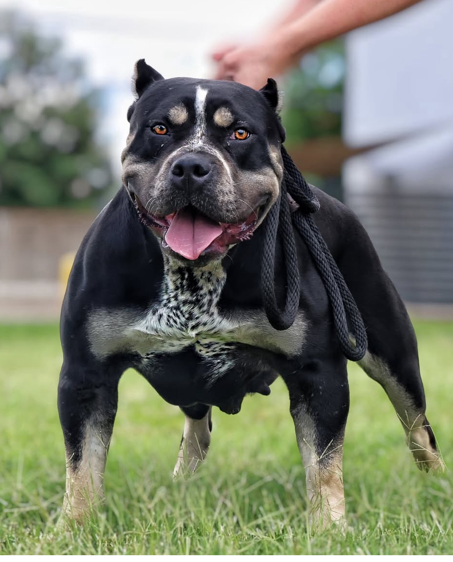 Dog Featured Image