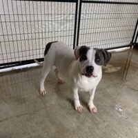 B&H Bullies Bonnie