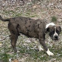 B&H Bullies Luna