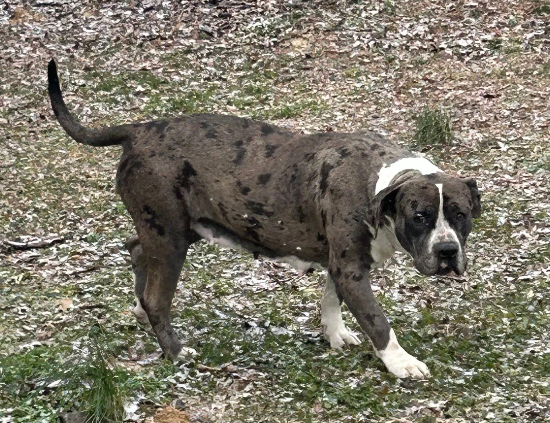 Dog Featured Image