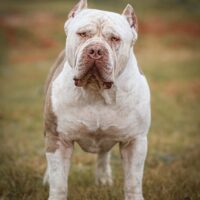 Moneybagg of DTX DOG