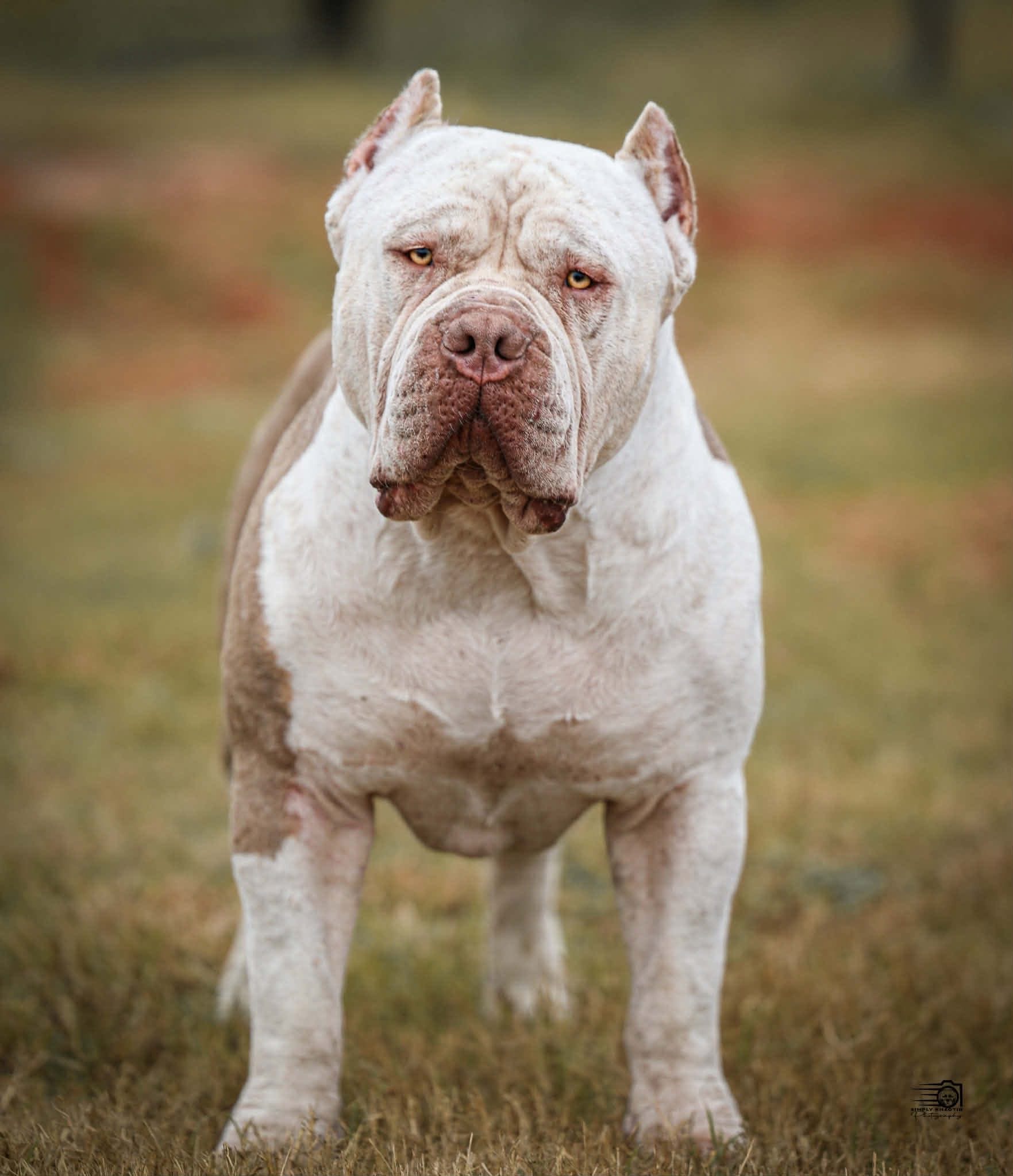 Dog Featured Image