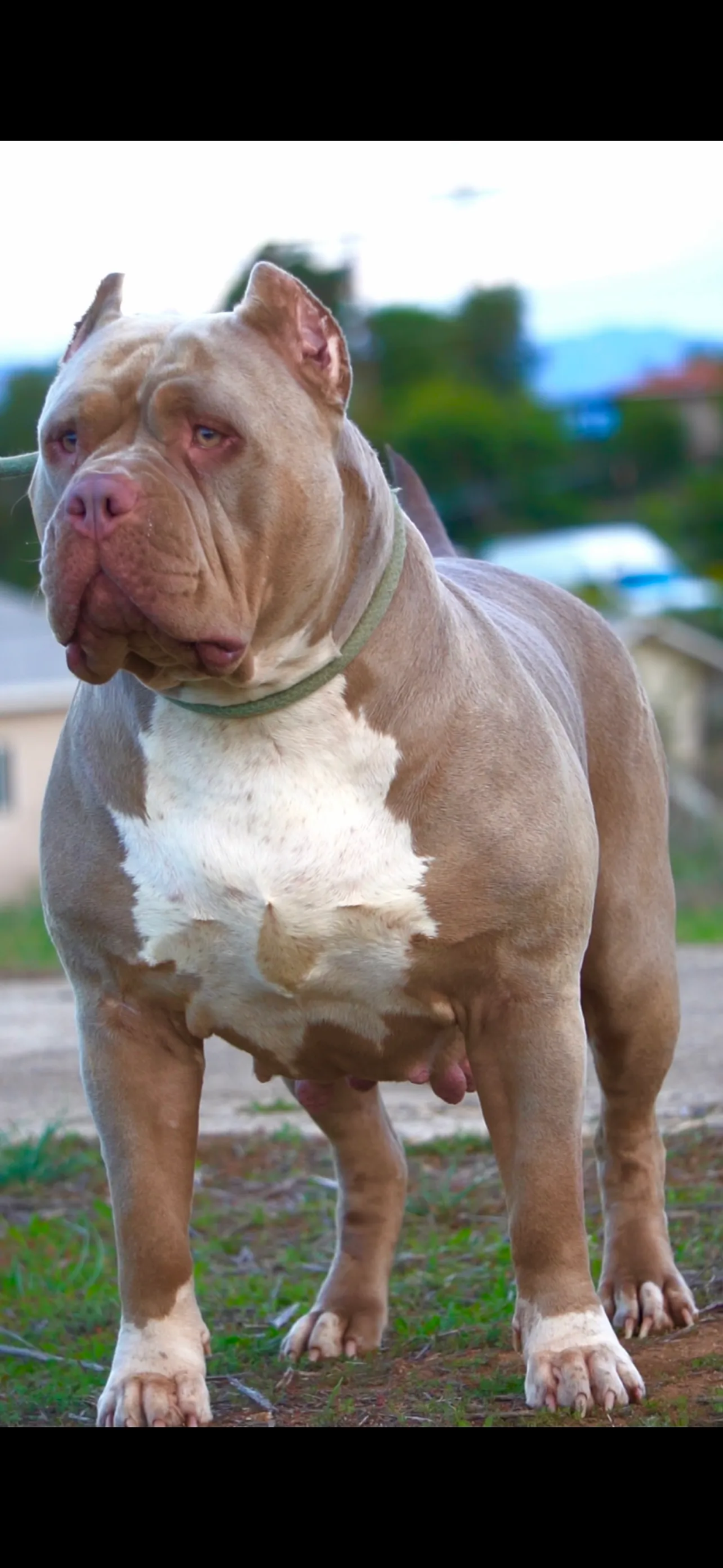 Dog Featured Image