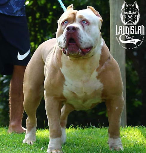 Dog Featured Image