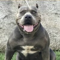 Hanna Monster Bull