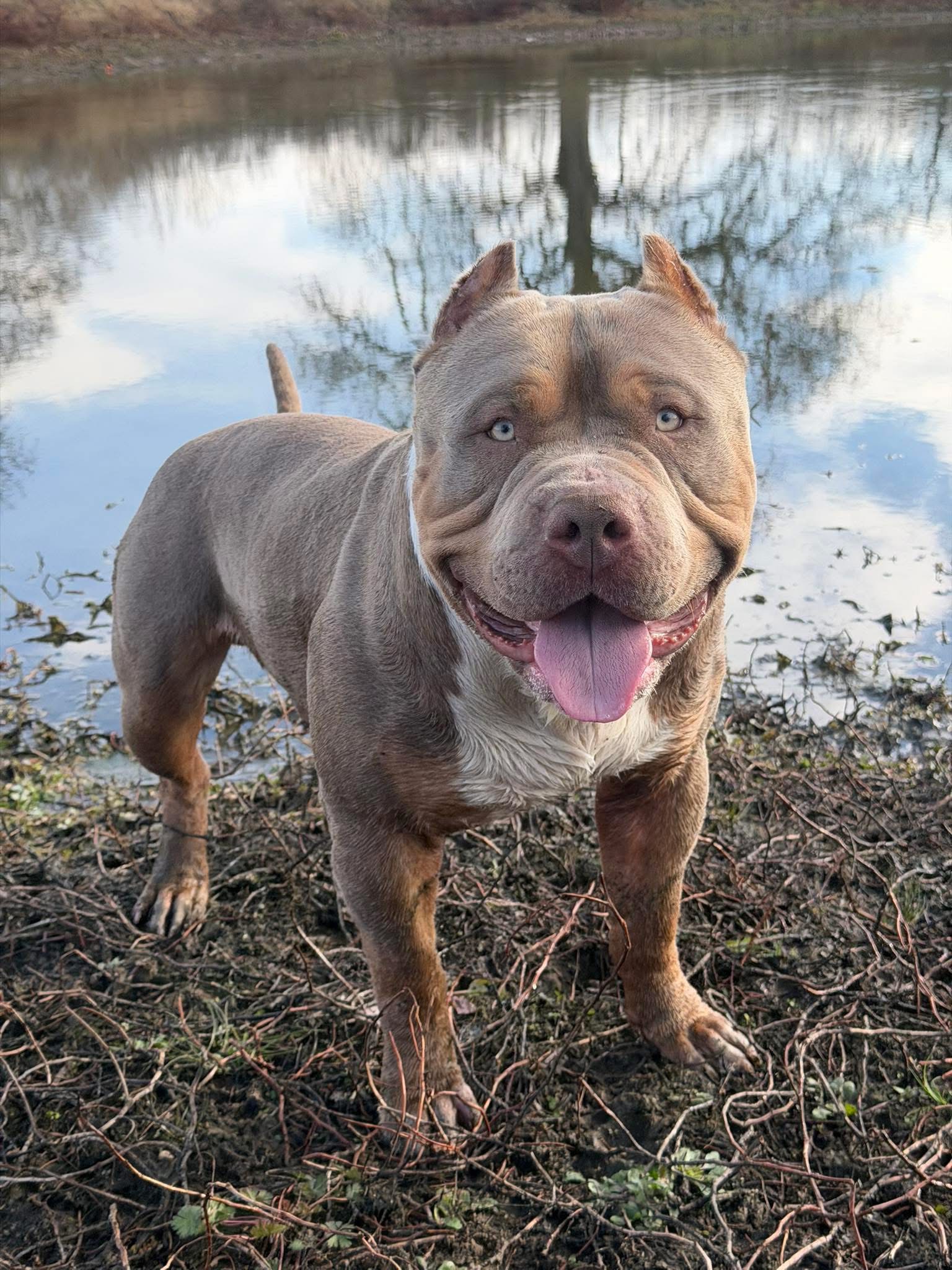 Dog Featured Image