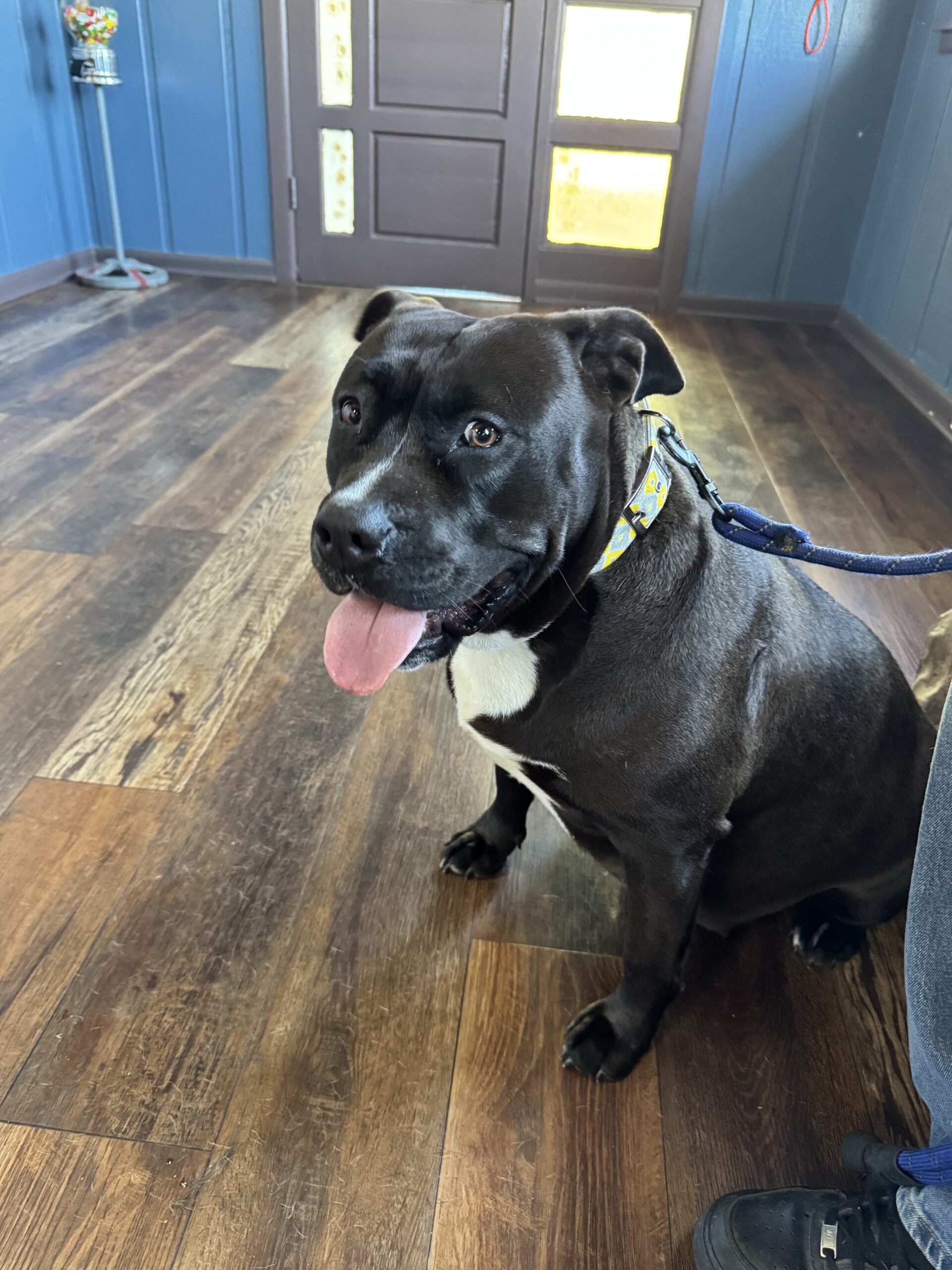 Dog Featured Image