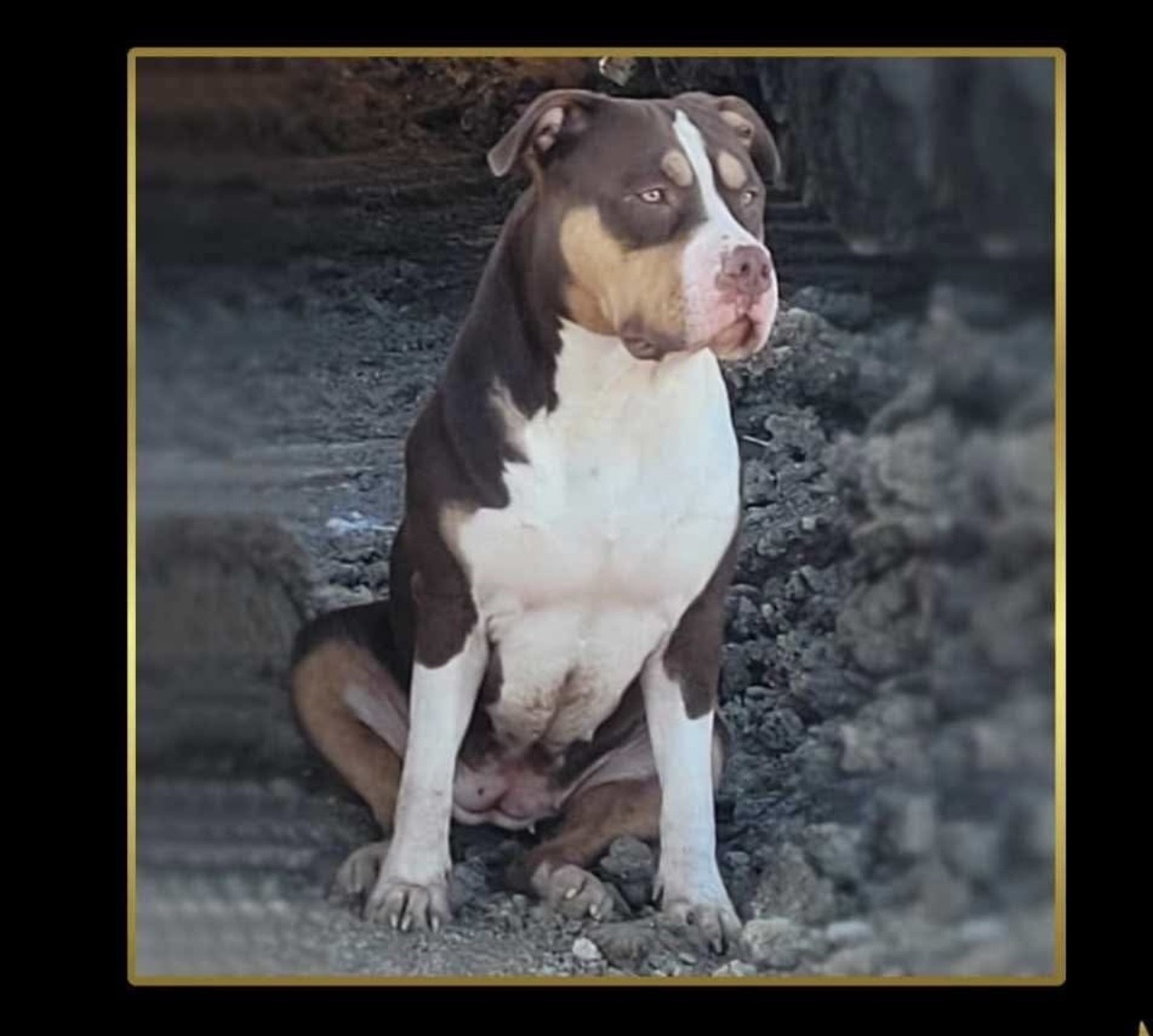 Dog Featured Image